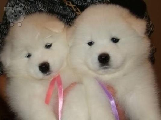 PoulaTo: SAMOYED ΣΑΜΟΓΙΕΝΤ